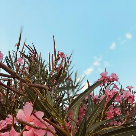 Mobile Dora *